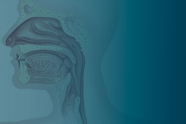 Otorrinolaringologia em São Paulo | Dr. Pedro Magliarelli